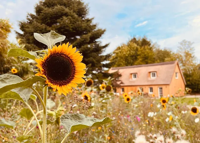 Apartment Gartenhaus S - Sommerhaus 54